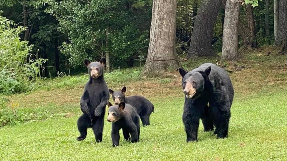 Bear Mountain Hollow-Free Dollywood Ticket- Cozy Cabin With A Hot Tub, Arcade & Deck Close To Town Pigeon Forge Kültér fotó